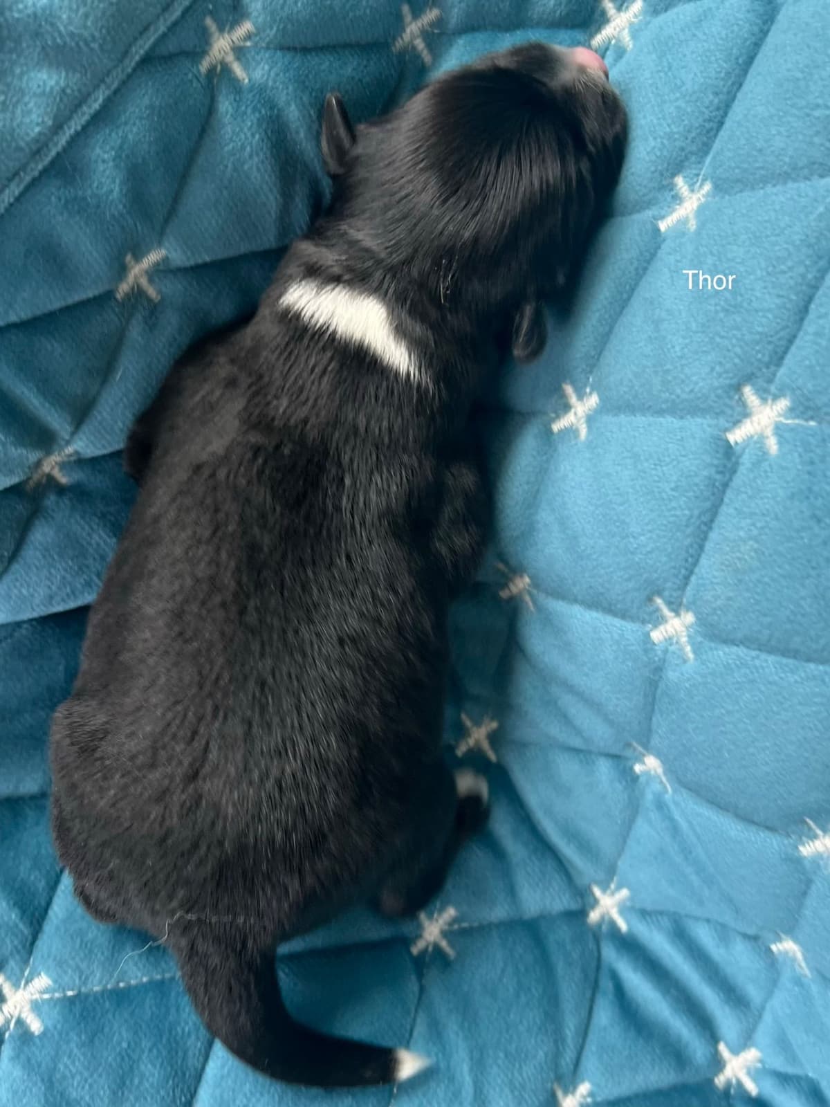 Miniature American Shepherd Puppies breeder image 20