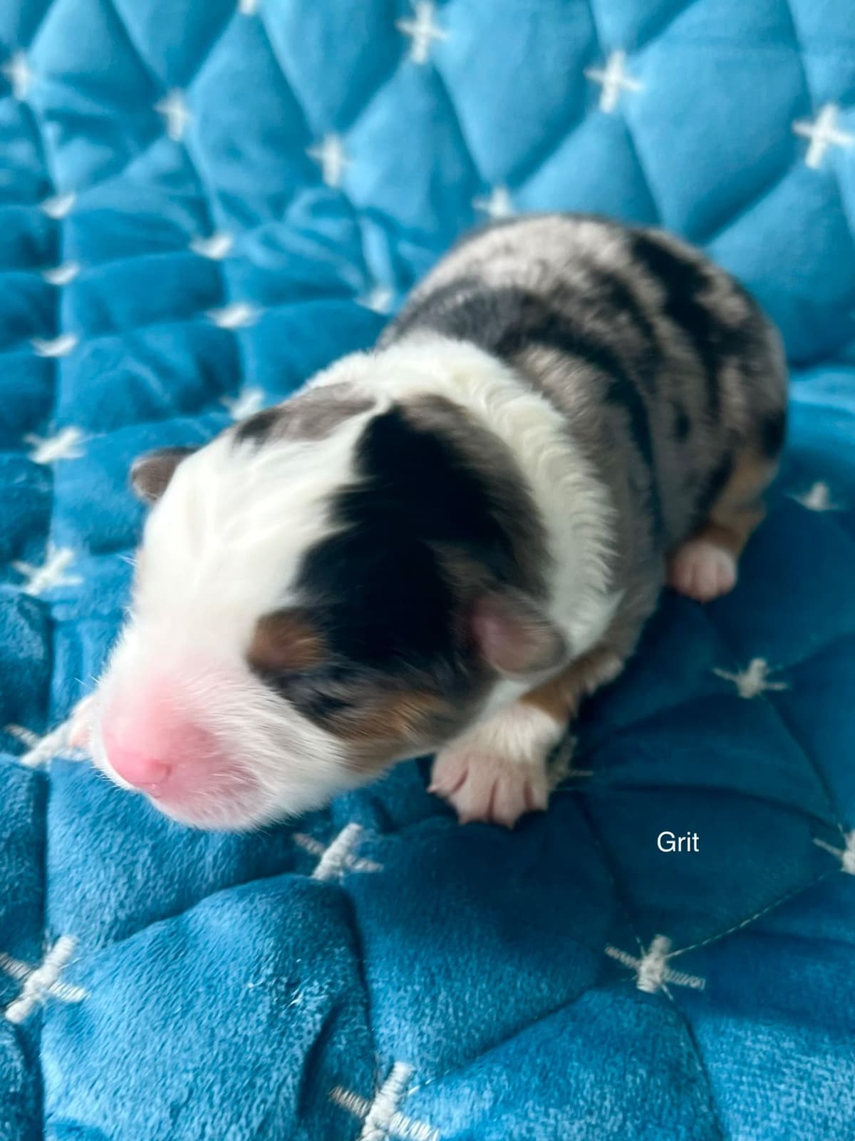 Miniature American Shepherd Puppies breeder image 21