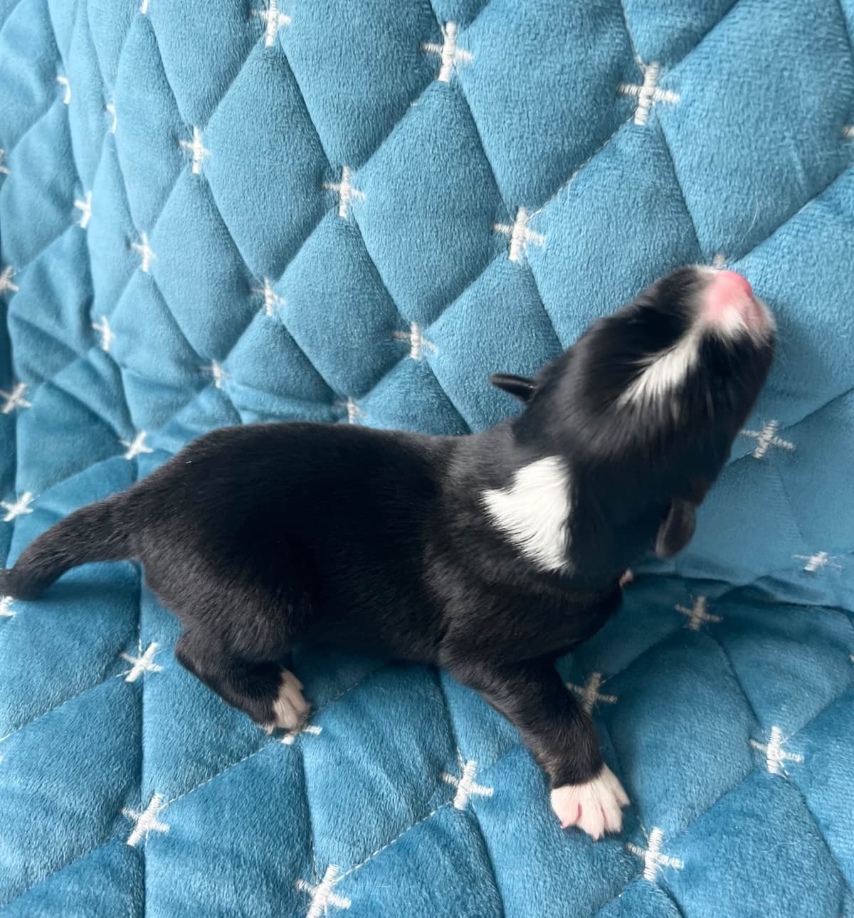 Miniature American Shepherd Puppies breeder image 22
