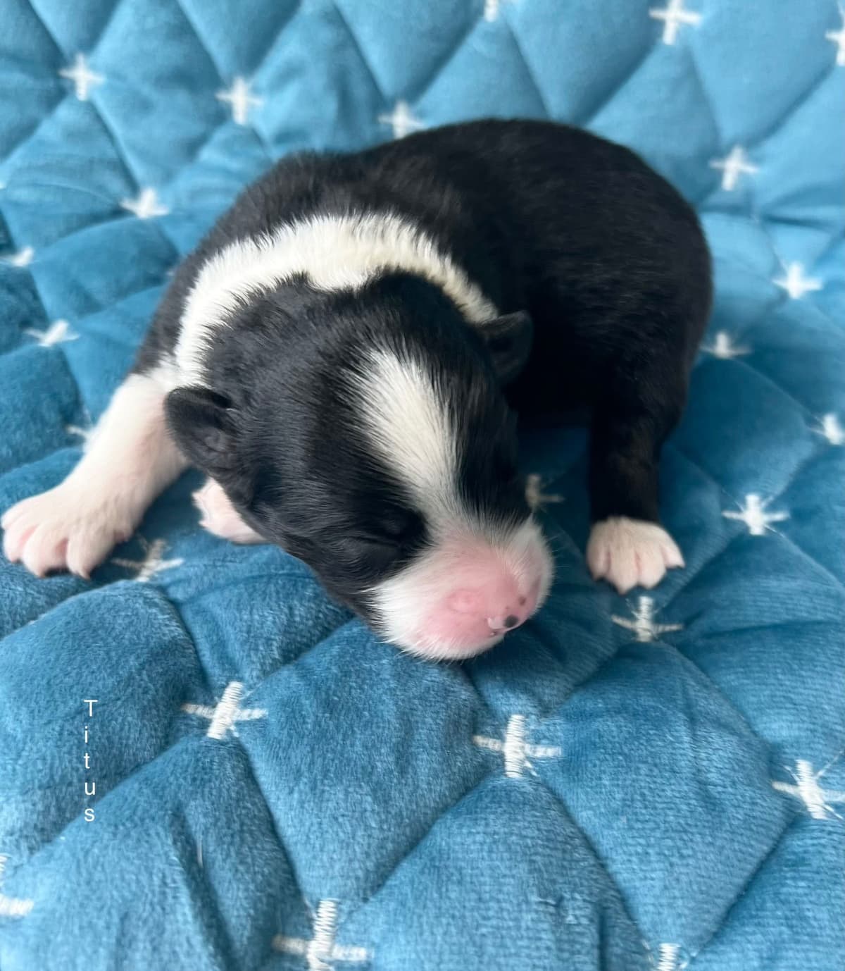 Miniature American Shepherd Puppies breeder image 23