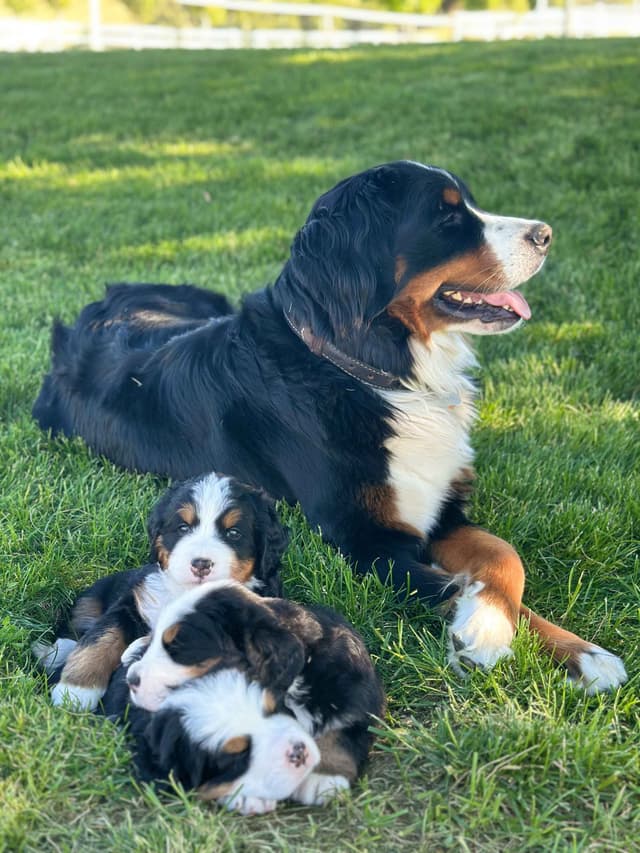 Bernese Mountain Dog Puppies media 2