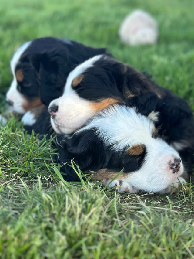Bernese Mountain Dog Puppies media 3