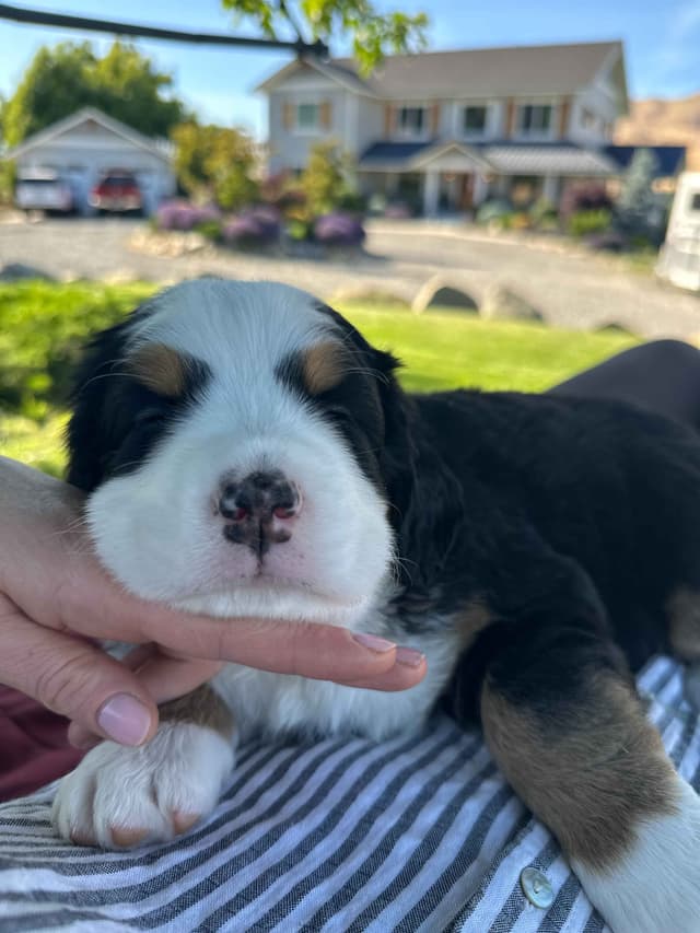 Bernese Mountain Dog Puppies media 4