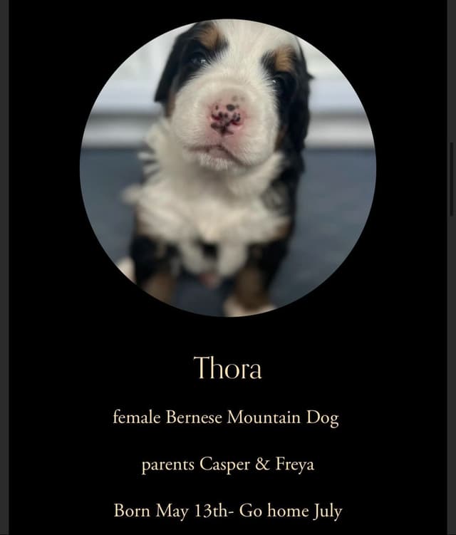 Bernese Mountain Dog Puppies media 5