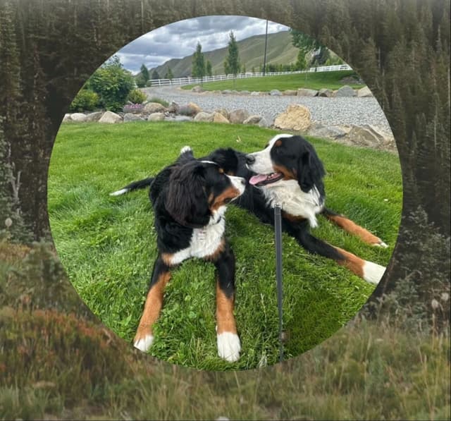 Bernese Mountain Dog Puppies media 7