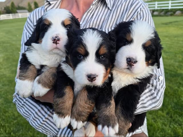 Bernese Mountain Dog Puppies media 17