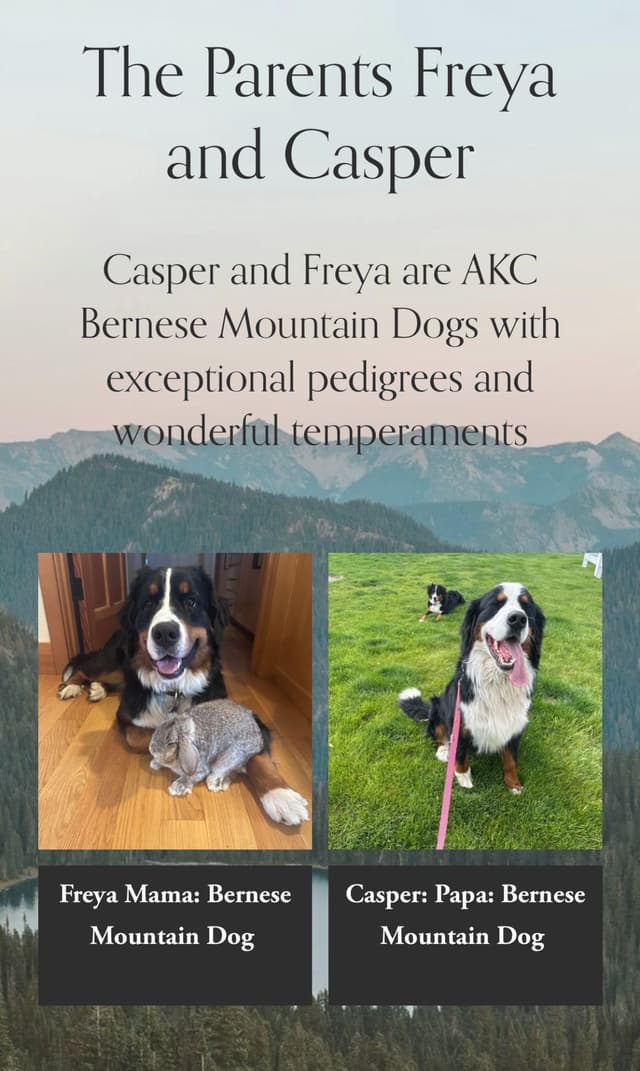 Bernese Mountain Dog Puppies media 13
