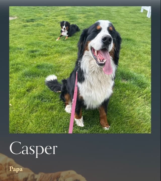 Bernese Mountain Dog Puppies media 14