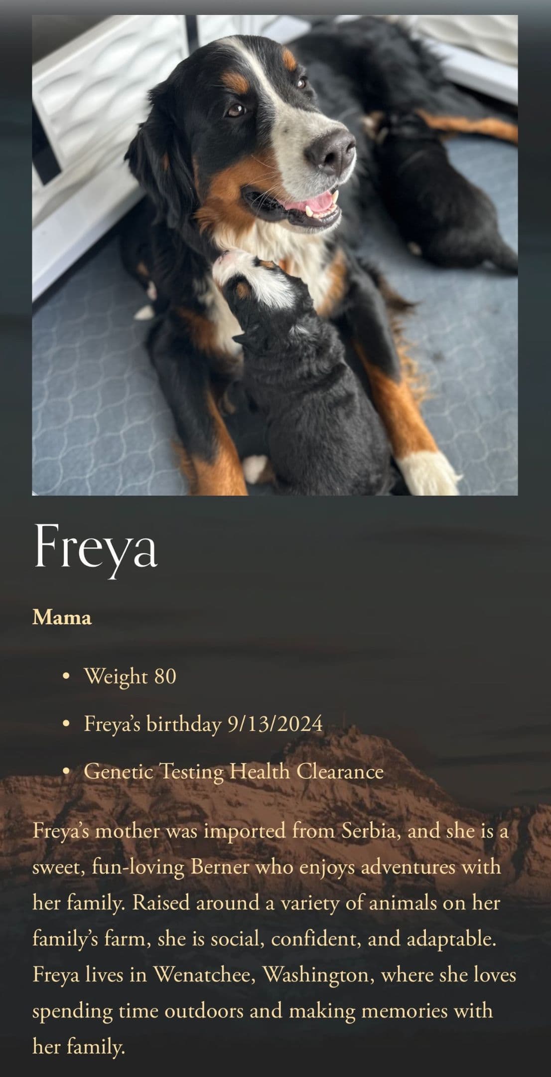 Bernese Mountain Dog Puppies breeder image 4