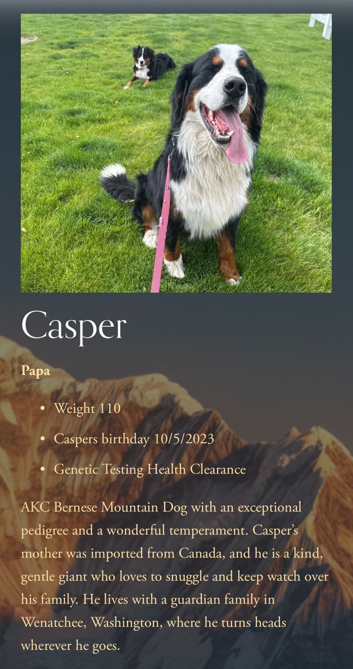 Bernese Mountain Dog Puppies breeder image 5