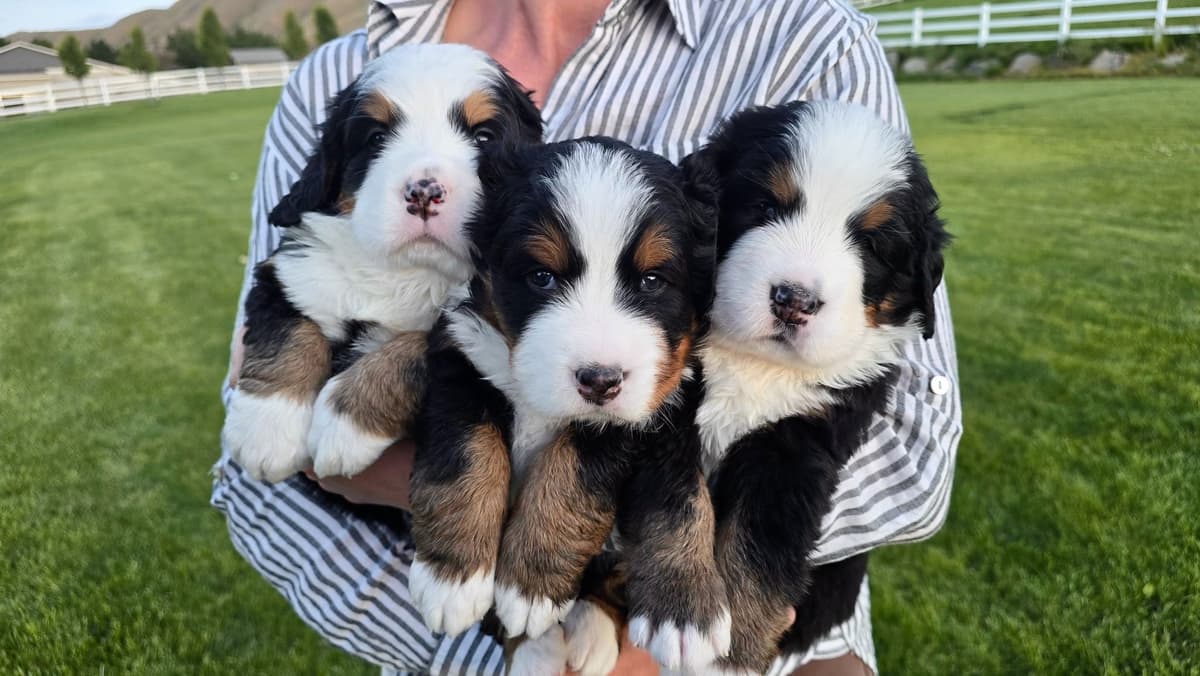 Bernese Mountain Dog Puppies breeder image 1
