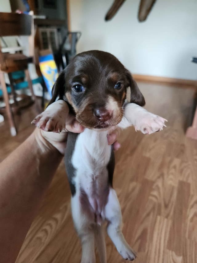 Dachshund Puppies media 2