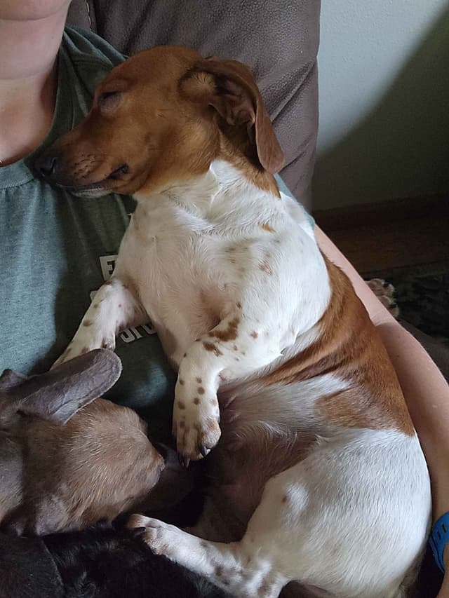 Dachshund Puppies media 3