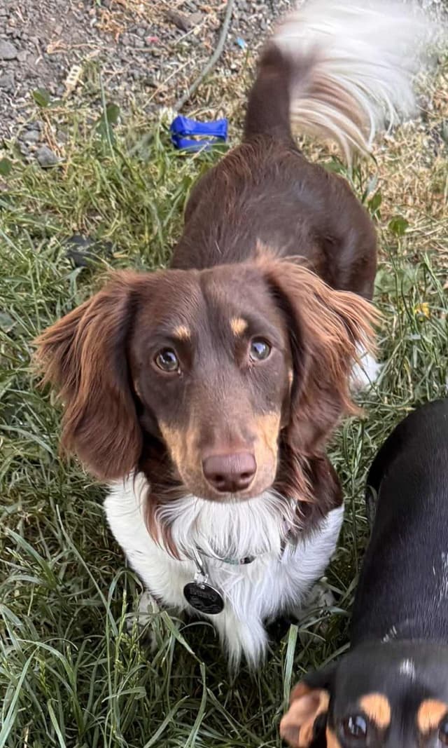 Dachshund Puppies media 4