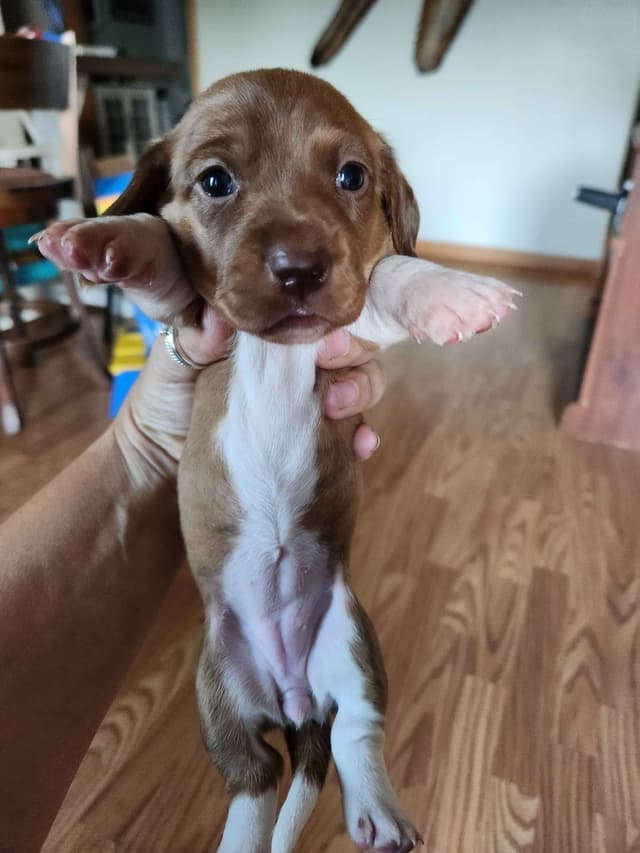 Dachshund Puppies media 7