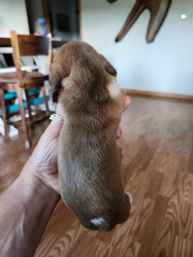 Dachshund Puppies media 8