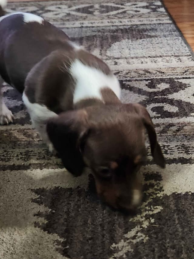Dachshund Puppies media 9