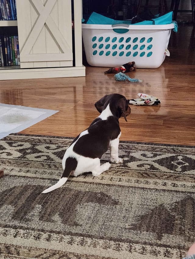 Dachshund Puppies media 10