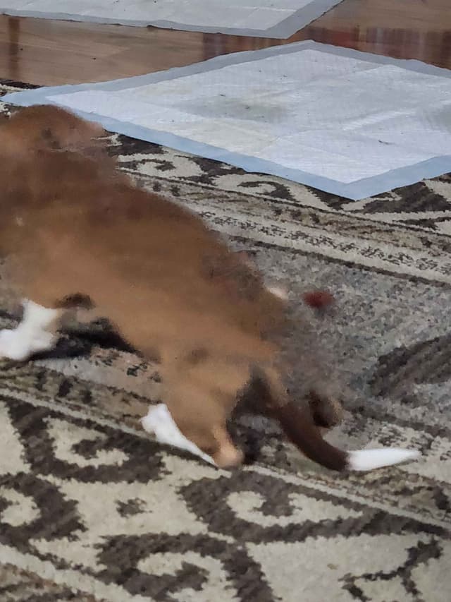 Dachshund Puppies media 11