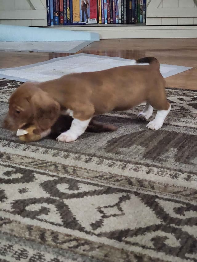 Dachshund Puppies media 12
