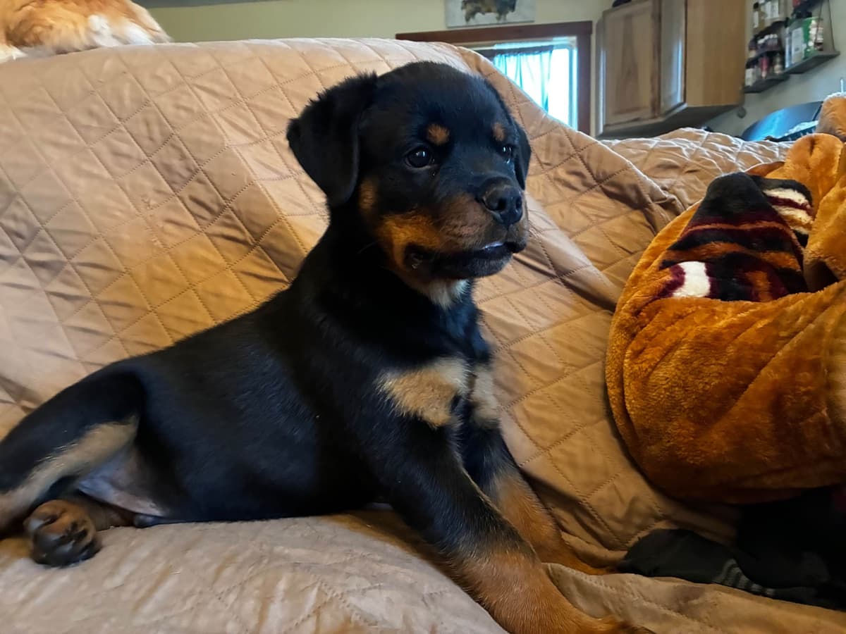 Rottweiler Puppies breeder image 3
