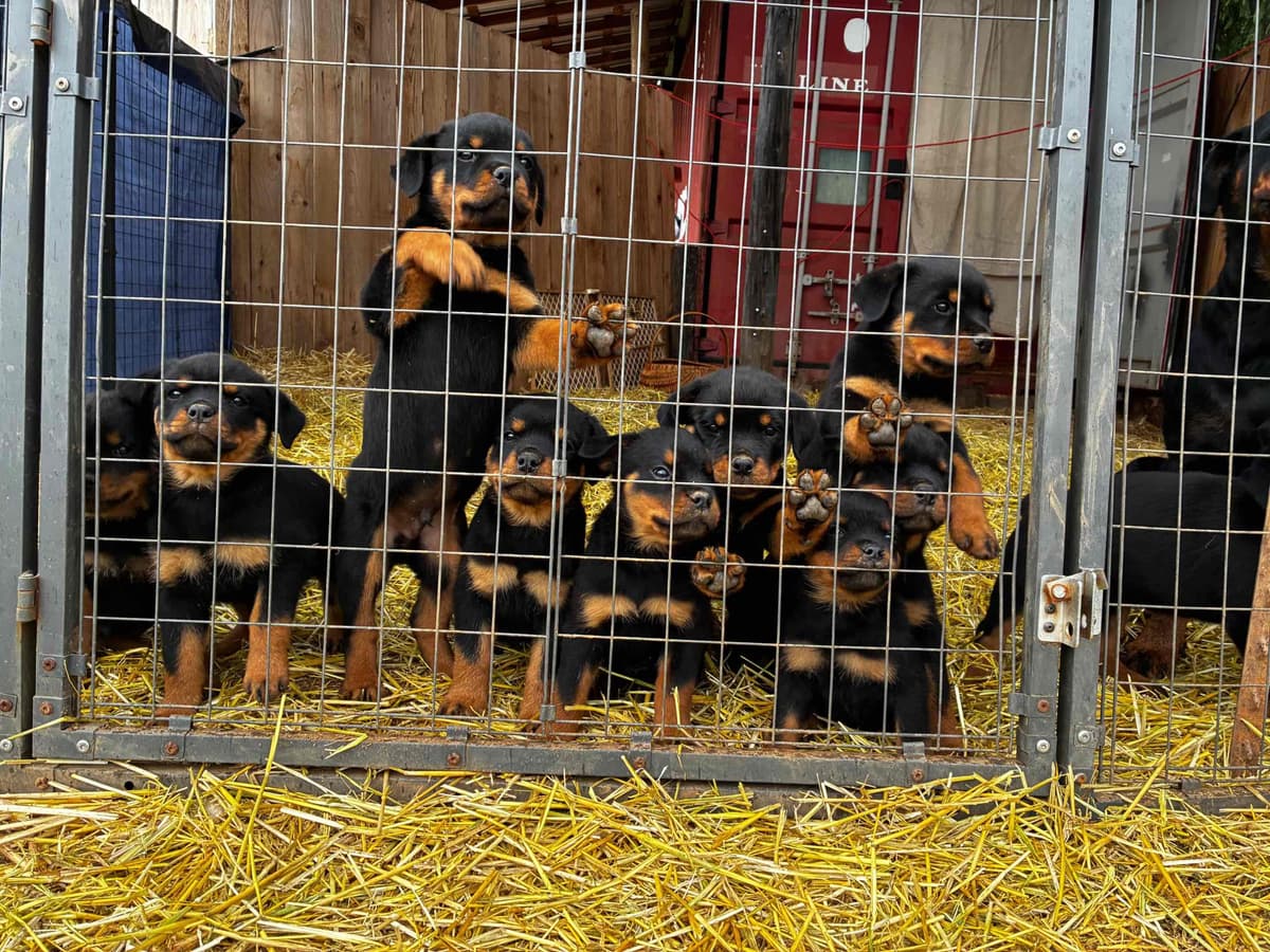 Rottweiler Puppies breeder image 6