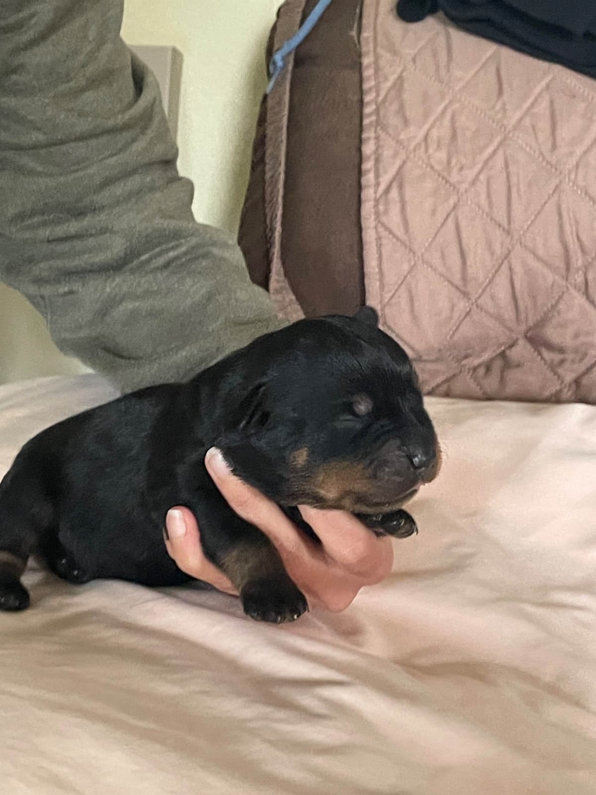 Rottweiler Puppies breeder image 7