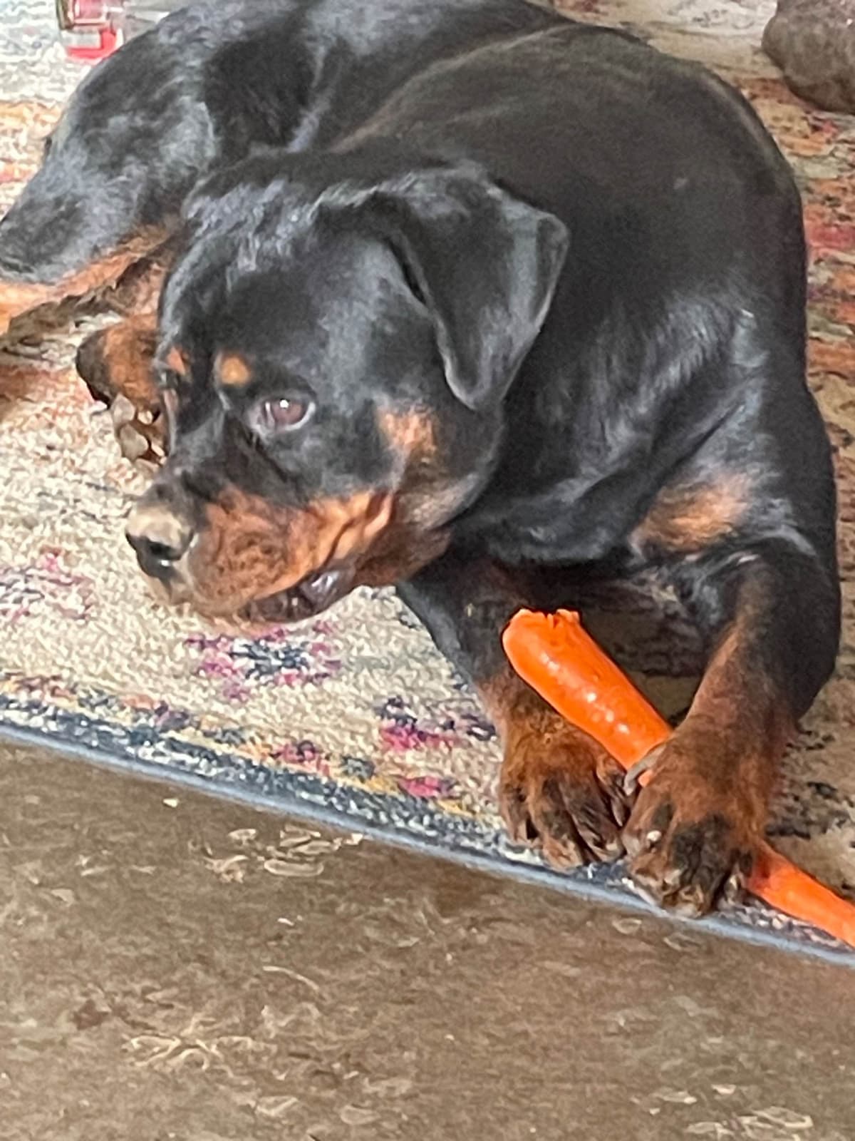 Rottweiler Puppies breeder image 8