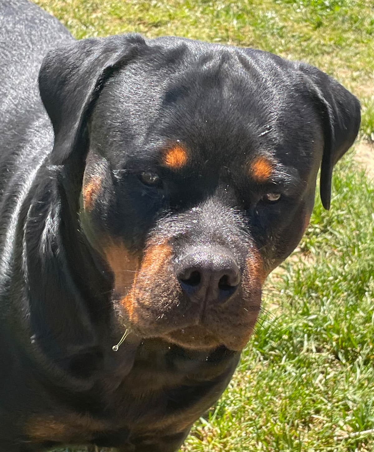 Rottweiler Puppies breeder image 9