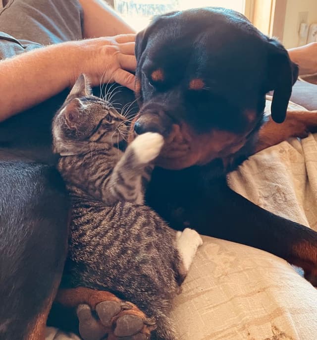 Rottweiler Puppies media 3
