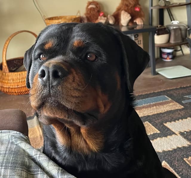 Rottweiler Puppies media 5