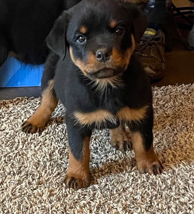 Rottweiler Puppies media 6
