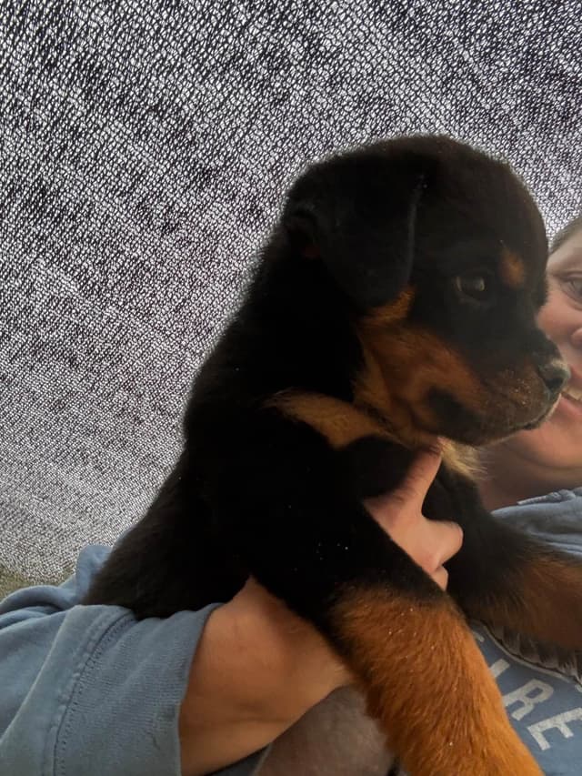 Rottweiler Puppies media 7