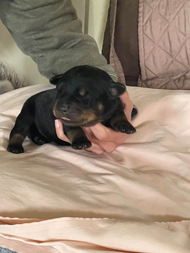 Rottweiler Puppies media 8