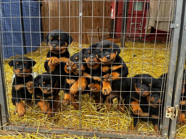 Rottweiler Puppies media 9
