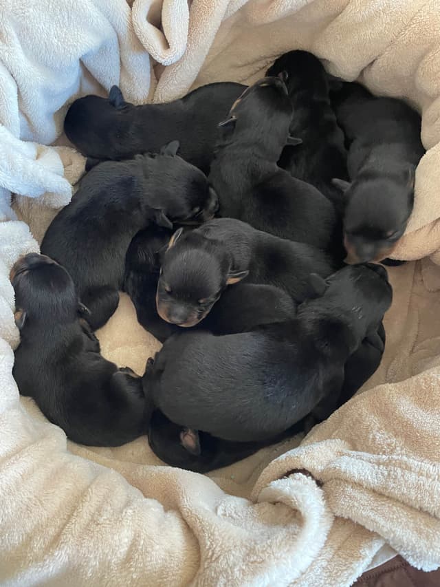 Rottweiler Puppies media 10