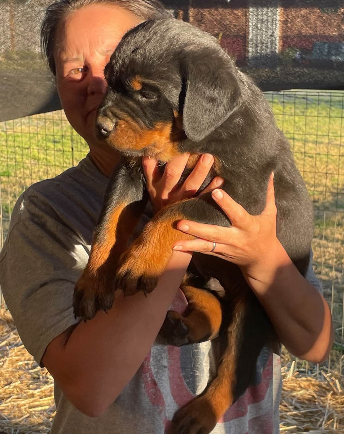 Rottweiler Puppies breeder image 12