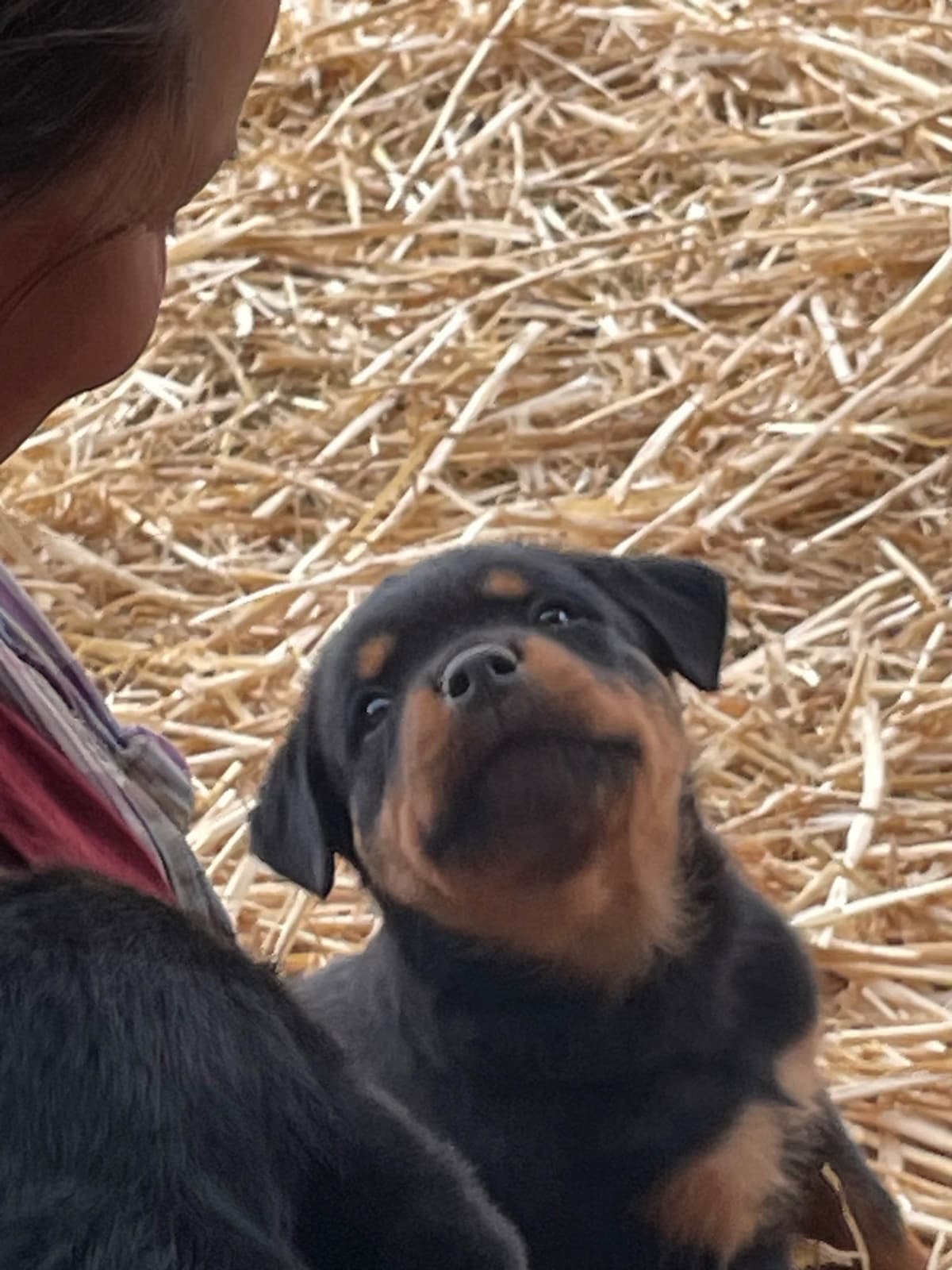 Rottweiler Puppies breeder image 13