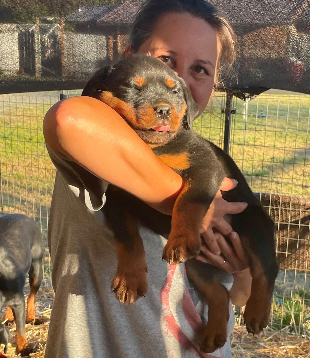 Rottweiler Puppies breeder image 15