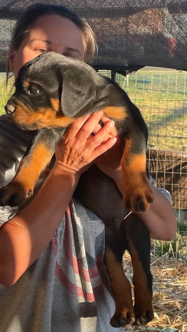 Rottweiler Puppies media 11