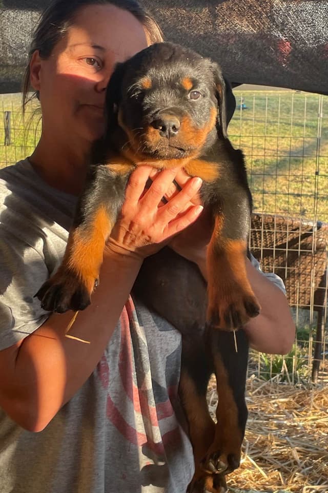 Rottweiler Puppies media 12
