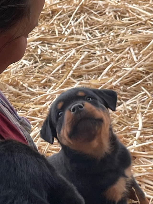 Rottweiler Puppies media 14