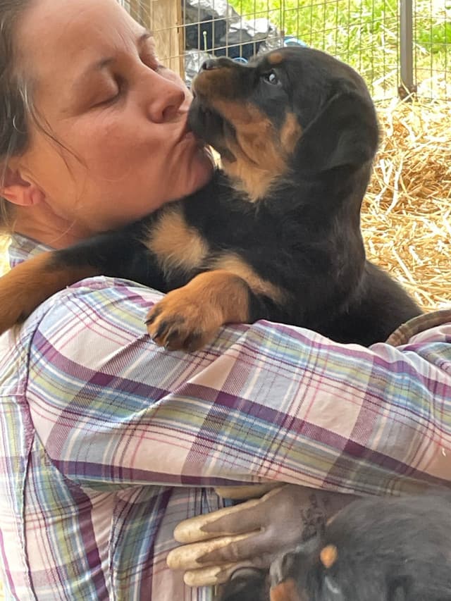 Rottweiler Puppies media 15