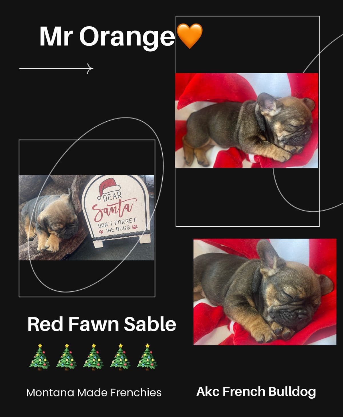 French Bulldog Puppies from OFA'd parents breeder image 4