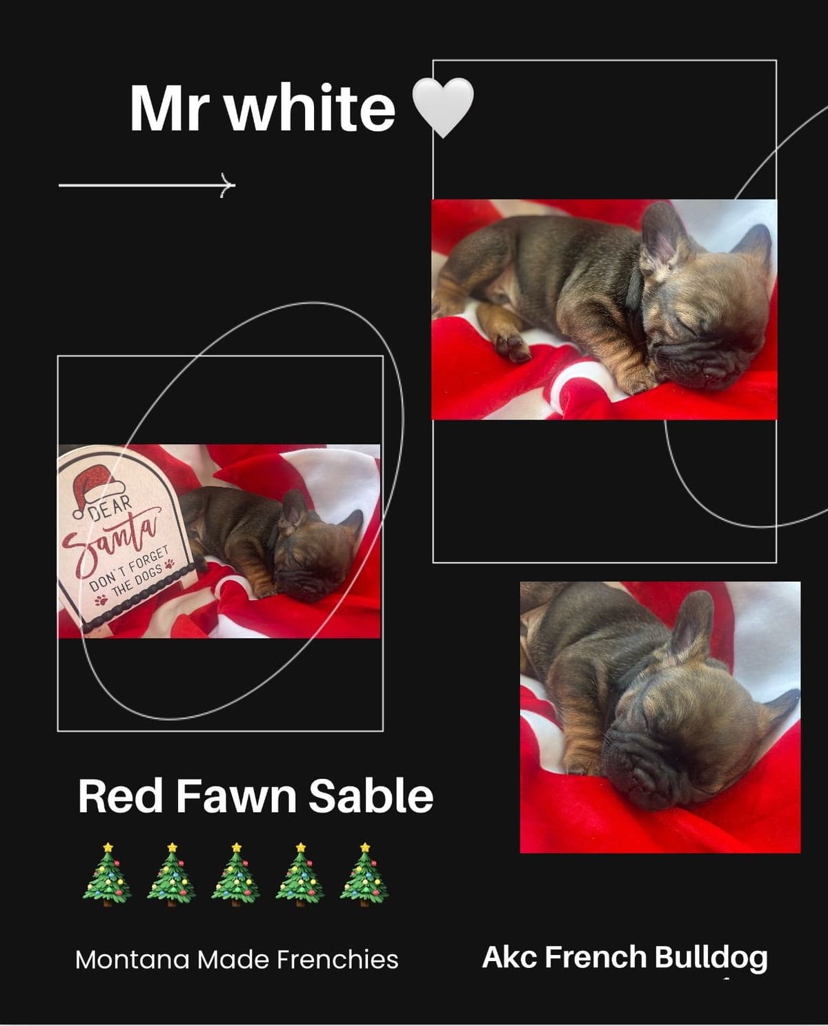 French Bulldog Puppies from OFA'd parents breeder image 5