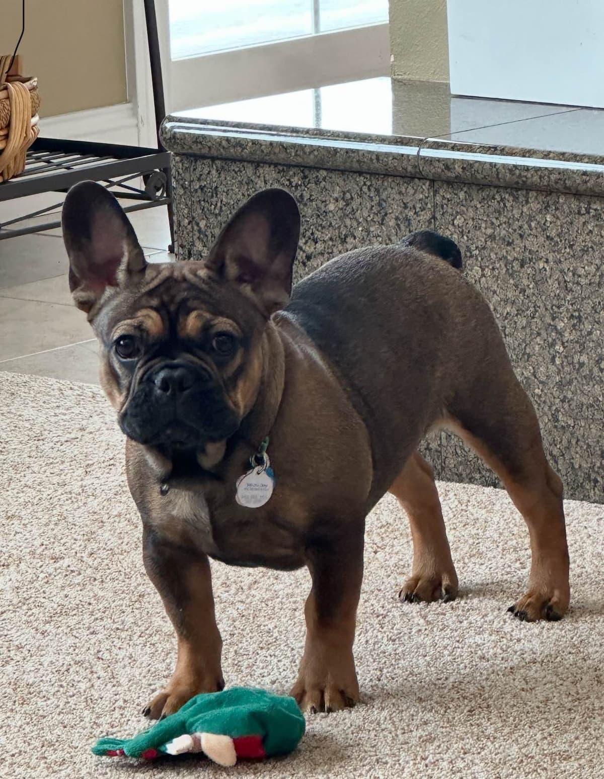 French Bulldog Puppies from OFA'd parents breeder image 3