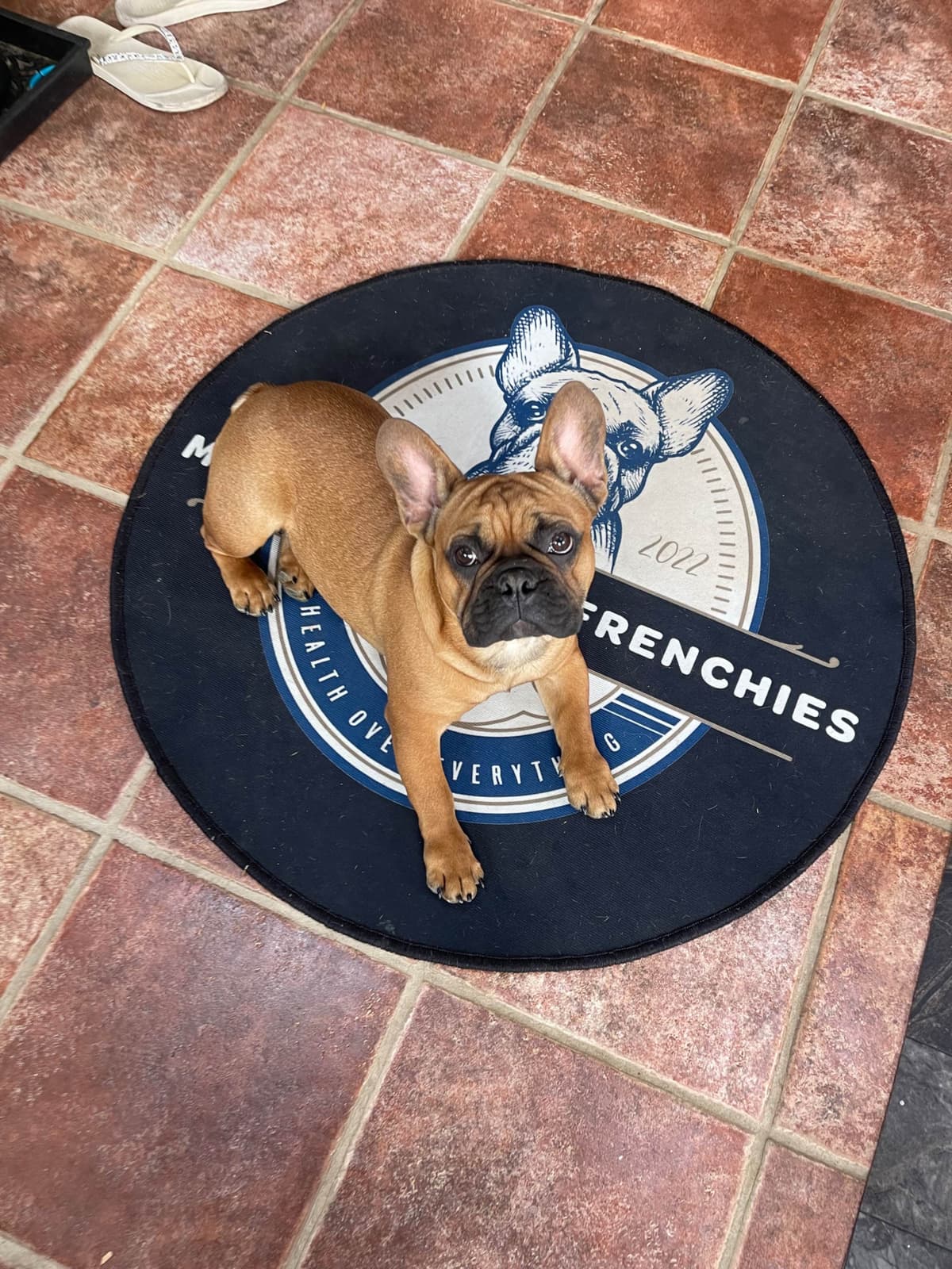 French Bulldog Puppies from OFA'd parents breeder image 8