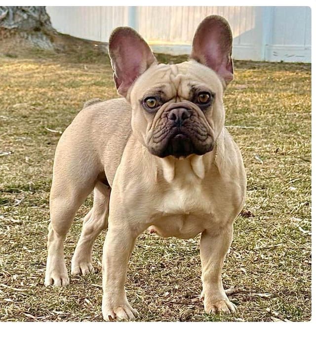 French Bulldog Puppies from OFA'd parents media 12