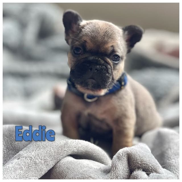 French Bulldog Puppies from OFA'd parents media 2