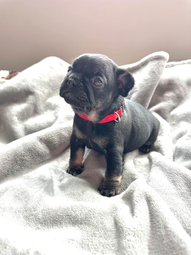 French Bulldog Puppies from OFA'd parents media 8